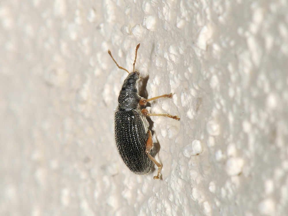 Phyllobius oblongus? (Curculionidae)